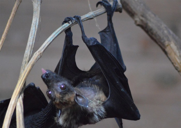 Pražská zvířecí záchranka a netopýři v Podolí