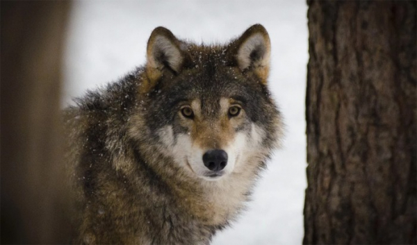 Vlci migrují na velké vzdálenosti, nasvědčuje tomu nález zabitého srnce u Radonic