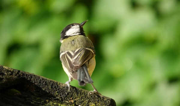 Ornitologové vyhodnotili sčítání ptáků na krmítkách. Skokanem roku je sojka, první místo obhájila koňadra