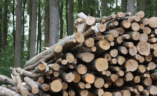 Víte, co je biomasa? Její role v energetice České republiky poroste, zřejmě i díky kůrovci