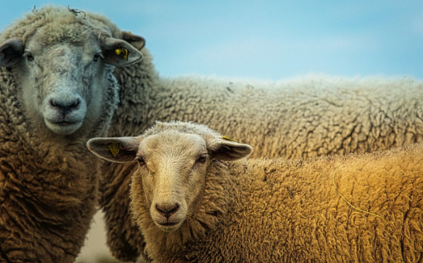 Stáda ovcí, koz a skotu se opět pasou v nejcennějších přírodních oblastech Prahy
