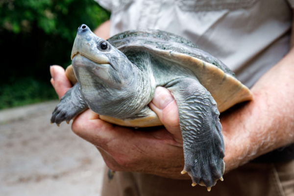 Nejohroženější sladkovodní želva světa batagura bengálská je nově k vidění v Zoo Praha