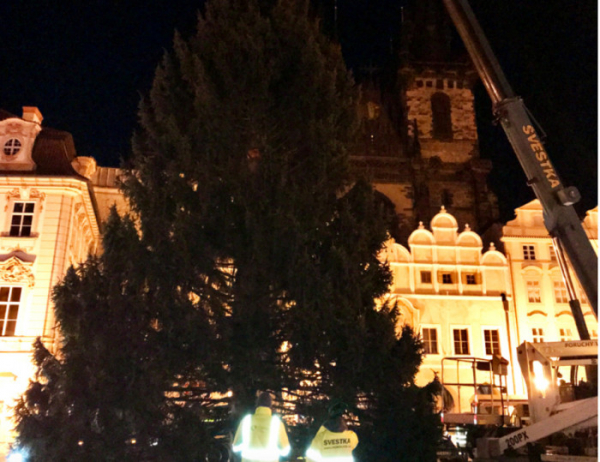 Vánoční strom pro Prahu už stojí na Staroměstském náměstí. Teď ho čeká čtyřdenní zdobení