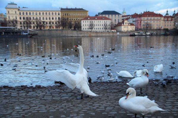 Muž na břehu Vltavy chytal labutě a nakládal je do osobního auta