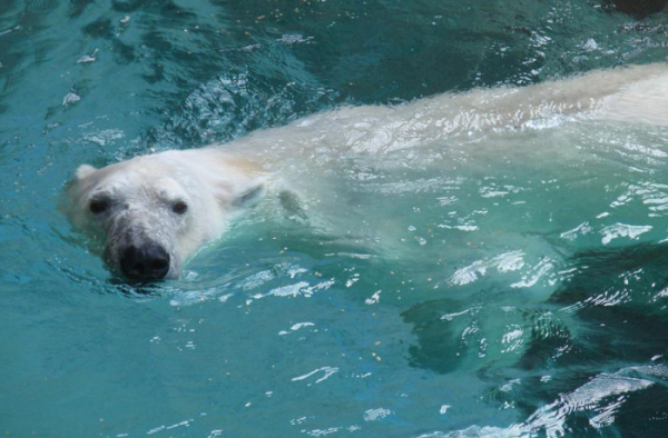 Zoologická zahrada v Praze otevře v září nový Pavilon goril, připravuje i expozici Arktida