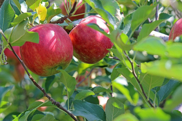 Český svaz ochránců přírody oslaví Den jablek výsadbou jabloní  do genofondového sadu na Chotobuzi
