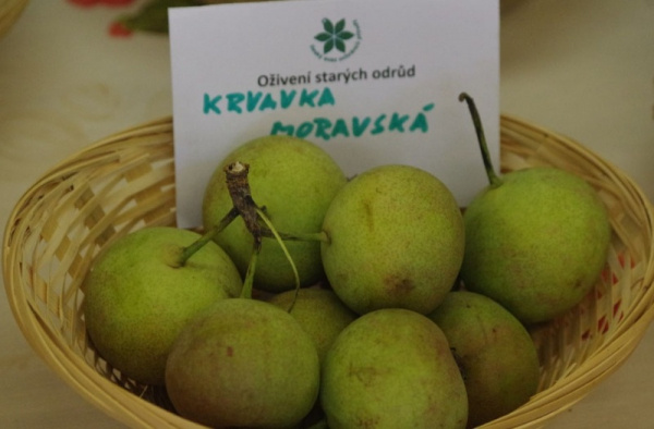 V pražském Domě ochránců přírody proběhne 17. srpna třetí letošní výstava ovoce starých odrůd